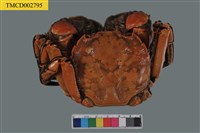 藏品(臺灣扁絨螯蟹)的圖片